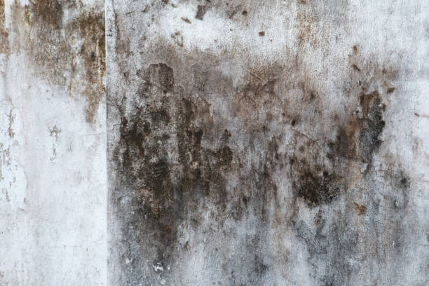 Environmental Consulting for Mold Prevention in Sutherland, NE