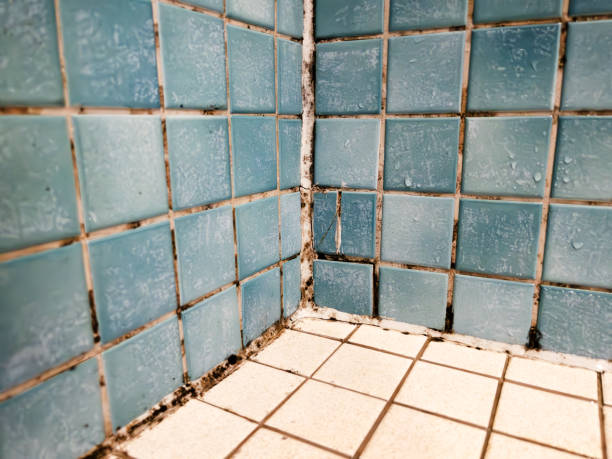 Best Environmental Consulting for Mold Prevention  in Sutherland, NE