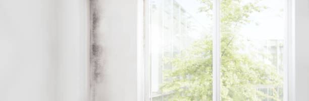 Best Water Damage & Mold Remediation  in Sutherland, NE